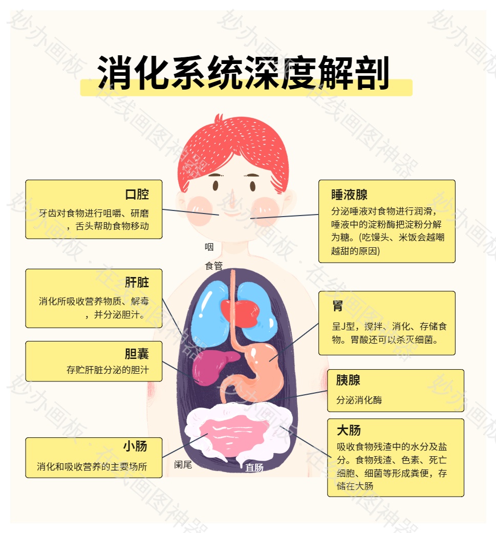 消化系统
